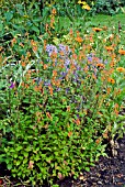 CUPHEA CYANAEA,  INWOOD GARDEN,  SCOTLAND