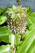 EUCOMIS BICOLOR,  PINEAPPLE LILY