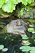 GARDEN POND WITH COMMON FROG,  RANA TEMPORARIA