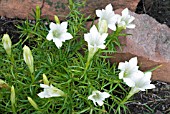 GENTIANA,  WHITE FORM