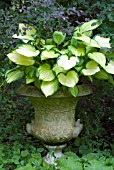 HOSTA IN URN,  INWOOD GARDEN, SCOTLAND