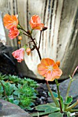 LEWISIA COTYLEDON SUNSET GROUP