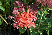 NERINE SARNIENSIS,  GUERNSEY LILY