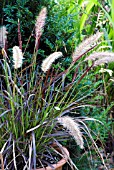 PENNISETUM SETACEUM RUBRUM,  FOUNTAIN GRASS