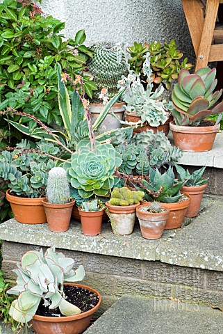 SUCCULENTS_AND_CACTI_IN_POTS