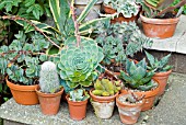 SUCCULENTS AND CACTI IN POTS