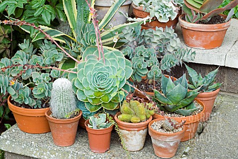 SUCCULENTS_AND_CACTI_IN_POTS