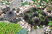 SUCCULENTS IN ROCK GARDEN IN OCTOBER