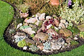 SUCCULENTS IN ROCK GARDEN IN OCTOBER