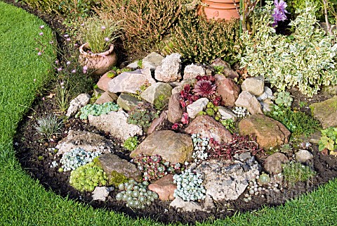 SUCCULENTS_IN_ROCK_GARDEN_IN_OCTOBER