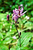 TRICYRTIS FORMOSANA,  TOAD LILY