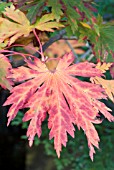 ACER JAPONICUM ACONITIFOLIUM