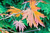 ACER JAPONICUM ACONITIFOLIUM