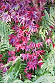 ACER PALMATUM ATROPURPUREUM IN NOVEMBER,  SUNTRAP GARDEN ,  EDINBURGH