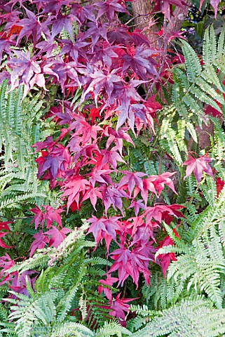 ACER_PALMATUM_ATROPURPUREUM_IN_NOVEMBER__SUNTRAP_GARDEN___EDINBURGH