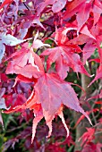 ACER PALMATUM ATROPURPUREUM