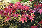 ACER PALMATUM OSAKAZUKI,  SUNTRAP GARDEN ,  EDINBURGH