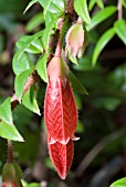 AGAPETES SERPENS