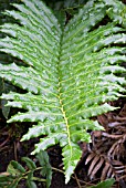 BLECHNUM TABULARE,  FERN