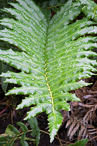 BLECHNUM_TABULARE__FERN