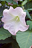 BRUGMANSIA VERSICOLOR,