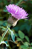 CENTAUREA HYPOLEUCA JOHN COUTTS,  CORNFLOWER