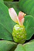 COSTUS MALORTIEANUS