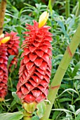 COSTUS SPIRALIS