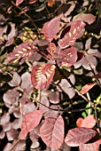 COTINUS COGGYGRIA