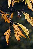 FAGUS SYLVATICA ASPLENIFOLIA