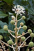 FATSIA JAPONICA , JAPANESE ARALIA