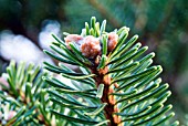 ABIES DELAVAYI,  SILVER FIR