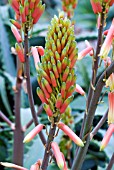 ALOE ELGONICA