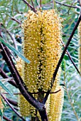 BANKSIA SPINULOSA VAR. COLLINA,  HAIRPIN BANKSIA