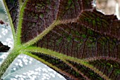 BEGONIA REX CULTORUM