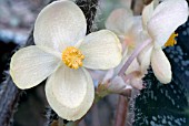 BEGONIA REX CULTORUM