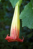 BRUGMANSIA SANGUINEA,  RED ANGELS TRUMPET