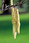 CORYLUS AVELLANA,  HAZEL