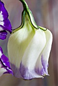 EUSTOMA GRANDIFLORUM,  PRAIRIE GENTIAN,  LISIANTHUS