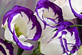 EUSTOMA GRANDIFLORUM,  LISIANTHUS,  PRAIRE GENTIAN