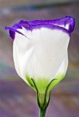 EUSTOMA GRANDIFLORUM,  LISIANTHUS,  PRARIE GENTIAN,  TEXAS BLUEBELL