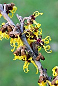 HAMAMELIS JAPONICA ARBOREA ,  JAPANESE WITCH HAZEL