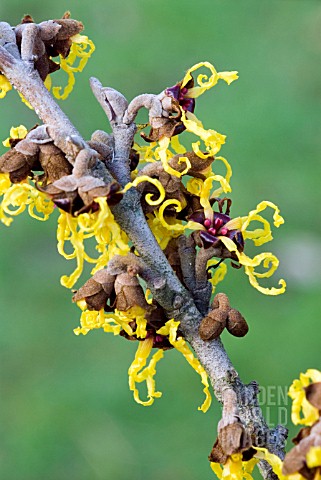 HAMAMELIS_JAPONICA_ARBOREA___JAPANESE_WITCH_HAZEL