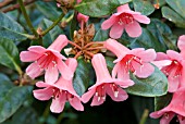 RHODODENDRON DIELSIANUM HYBRID