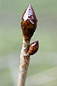 AESCULUS HIPPOCASTANUM,  HORSE CHESTNUT