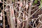 CORYLUS MAXIMA PURPUREA,  HAZEL