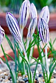 CROCUS DALMATICUS