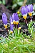 CROCUS SIEBERI SUBSP SUBLIMIS TRICOLOR