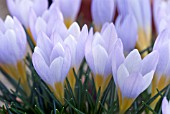 CROCUS SIEBERI VIOLET QUEEN