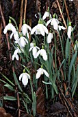 GALANTHUS NIVALIS,  SNOWDROP